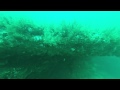 Scuba Diving off Sebastian Inlet