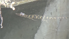 Adorable baby alligators play in a canal on Merritt Island, Florida.