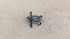 Baby Green Sea Turtle Makes Its Way to the Ocean