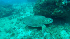 Scuba Diving With Sea Turtles near Jupiter Florida