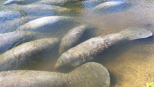 Manatees Gather in a Canal