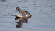 American Alligators at Ritch Grissom Memorial Wetlands